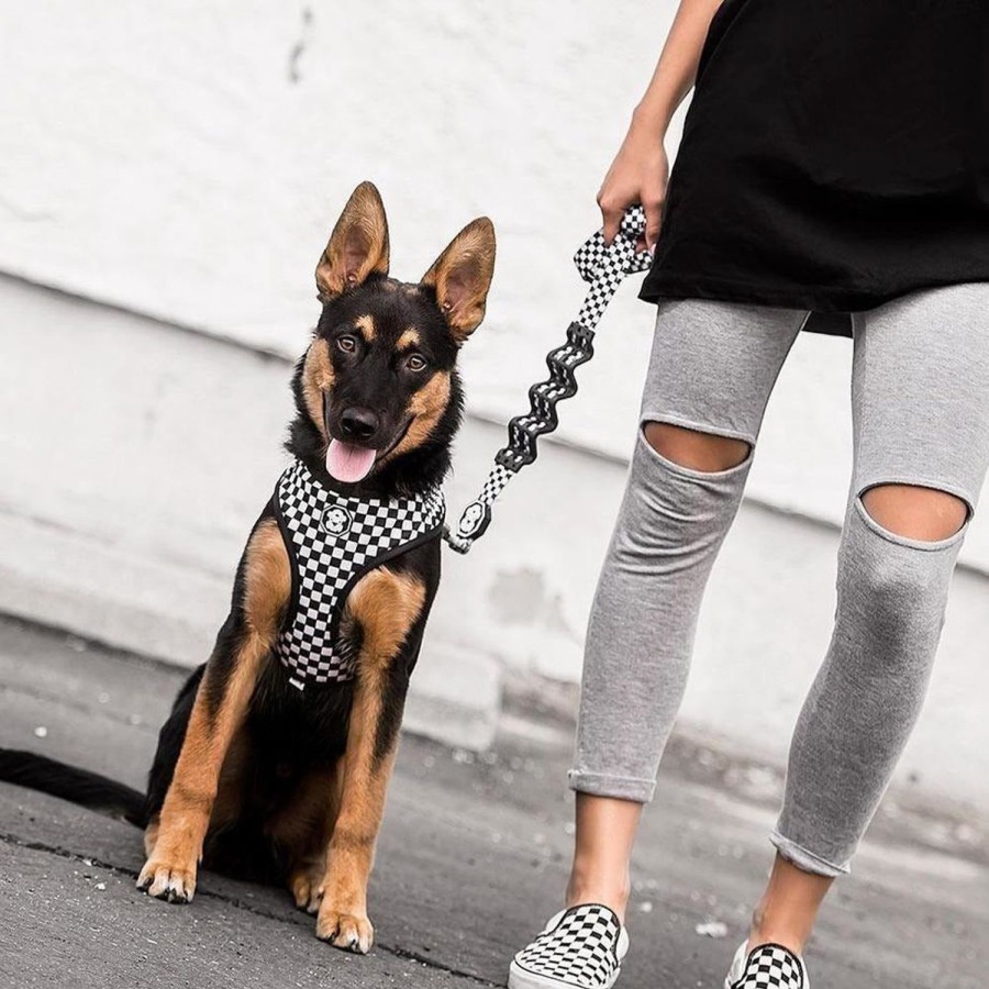 Leashes & Collars Fresh Pawz | Checkerboard | Bungee Leash