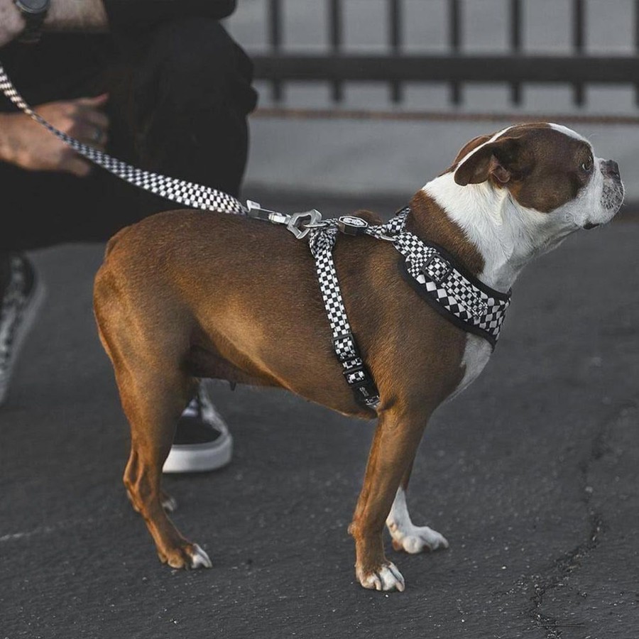 Leashes & Collars Fresh Pawz | Checkerboard | Leash