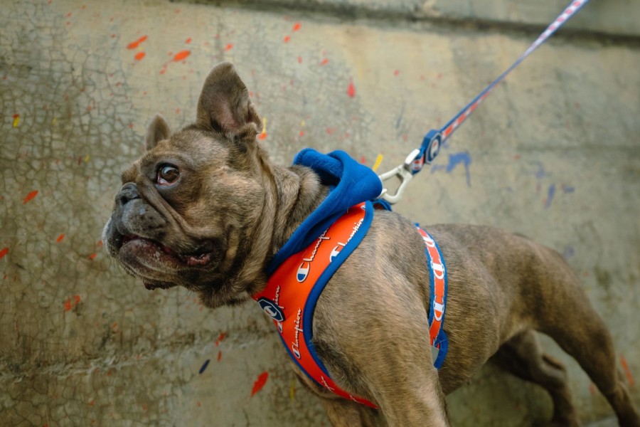 Harnesses Fresh Pawz | Champion X Fresh Pawz | Hoodie Harness